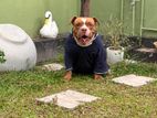 American Bully for Crossing