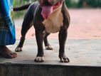 American Bully for Crossing