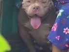 American Bully for Crossing