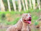 American Bully for Crossing