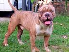 American Bully For Crossing