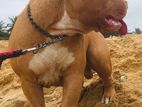 American Bully for Crossing