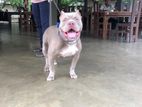 American Bully for Crossing