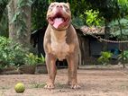 American Bully for Crossing