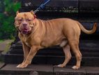 American Bully for Crossing