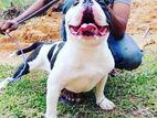 American Bully for Crossing (Stud Services)