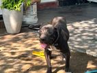 American Bully for Crossing
