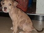 American Bully