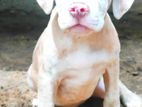 American Bully