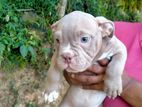 American Bully Puppies