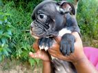 American Bully Puppies