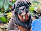 American Bully Puppies