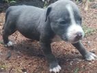 American Bully Puppy