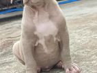 American Bully Puppy