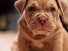 American Bully Puppy