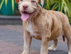 American Bully Puppy