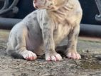 American Bully