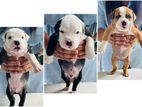 American Bully Puppies