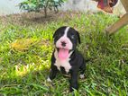 American Bully Puppy