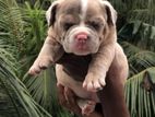 American Bully Puppy