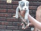 American Bully Puppy