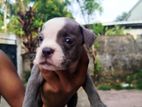 American Bully