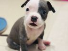 American Bully Puppies