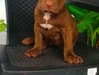 American Bully Puppies