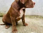 American Bully XL Male Puppy