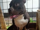 American Bully Dog