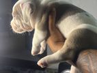 American Bully Puppies