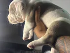 American Bully Puppies