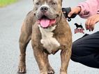 American Bully Puppy