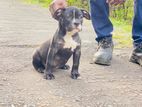 American Bully Puppies
