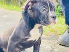 American Bully Puppy