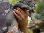 American Bully Puppy