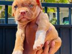 American Bully Puppies