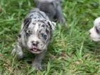 American Bully Puppy