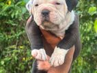 American Bully