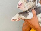 American Bully Puppies