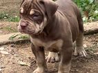 American Bully Puppy
