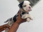 American Bully Puppies
