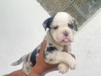 American Bully Puppies
