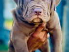American Bully Puppies