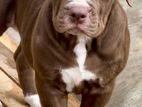 American Bully Puppies