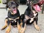 American Bully Puppy