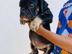 American Bully
