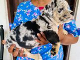 American Bully Puppy