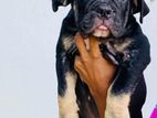American Bully Puppy