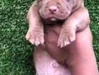 American Bully